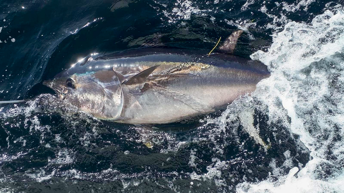 141: Atlantic Bluefin Tuna with William Roche