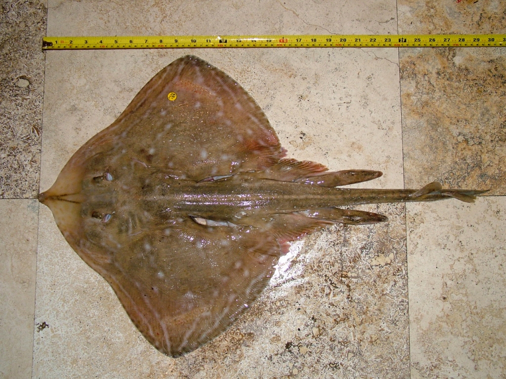 Commercially - caught Painted Ray (Celtic Sea, February 2011)