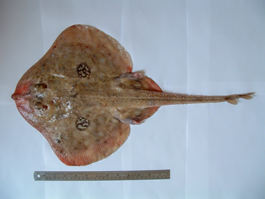 Commercially caught Cuckoo Ray (Irish Sea, April 2005)
