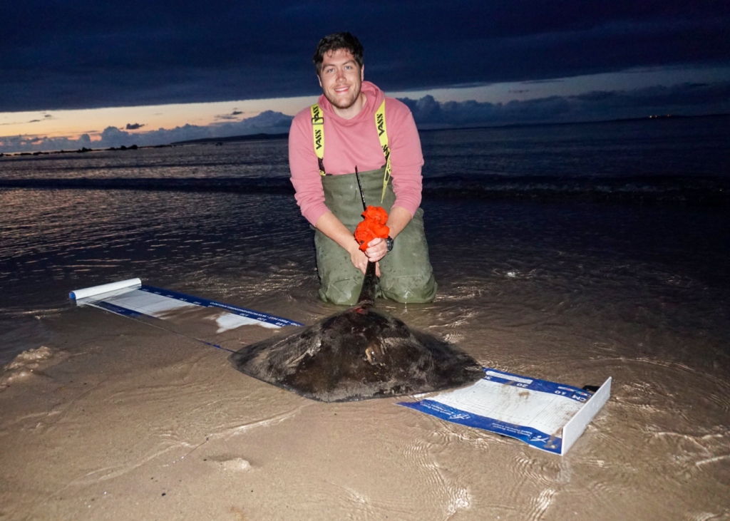 Shore caught Thornback Ray captured by Ian Raymond (Shannon Estuary, March 2022)