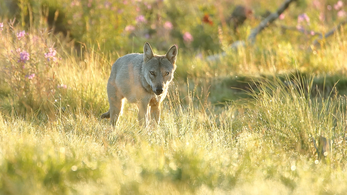 The EU Review of Wolf Protection Status – A Five-Episode Exclusive