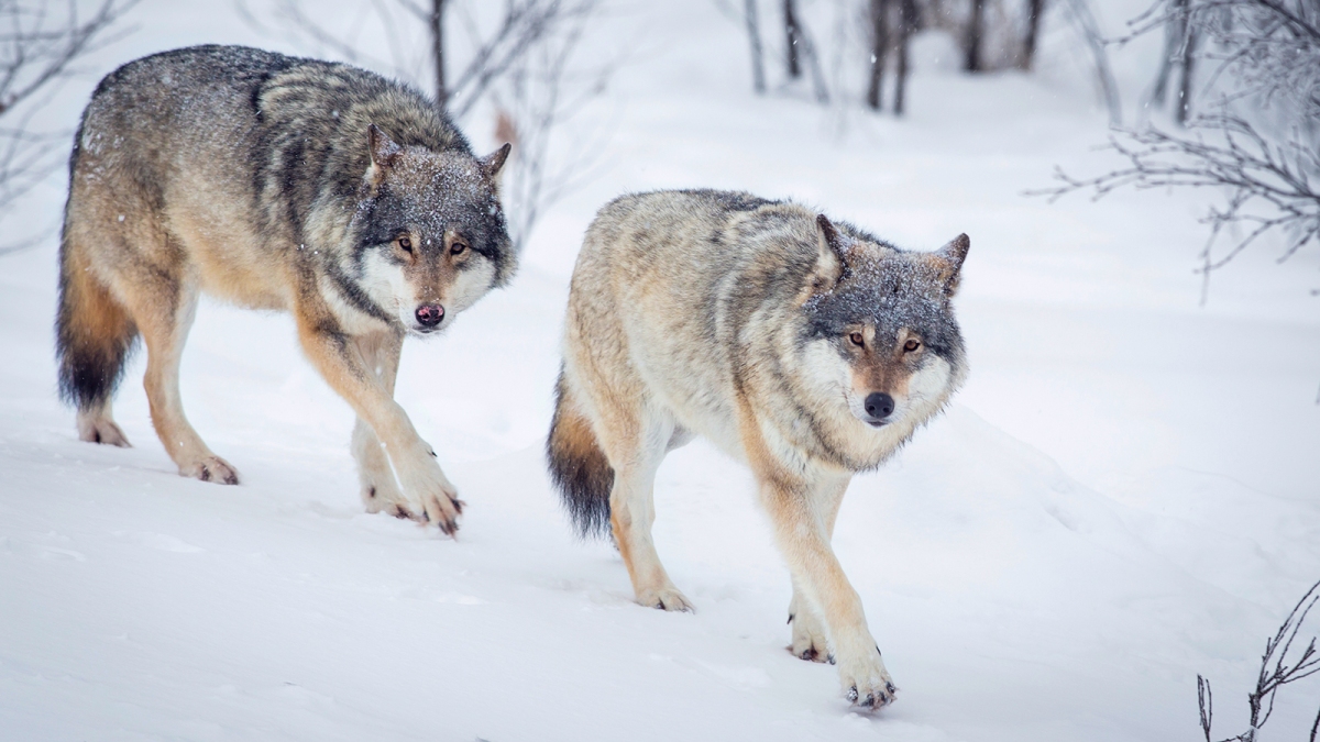 168: Coexistence with Wolves in Estonia with Helen Arusoo