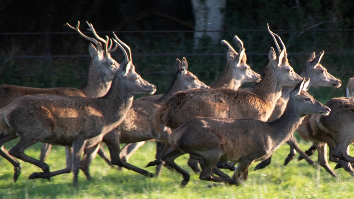 Deer Hunting Season 2024 Extended